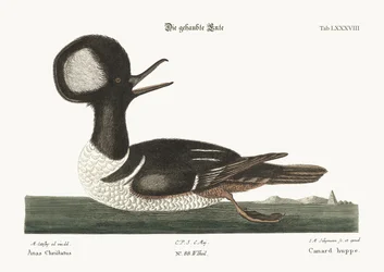 The Round-crested Duck, 1749-73